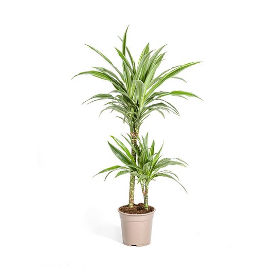 Dracaena Deremensis Weißer Streifen Ø19cm - ↕80cm