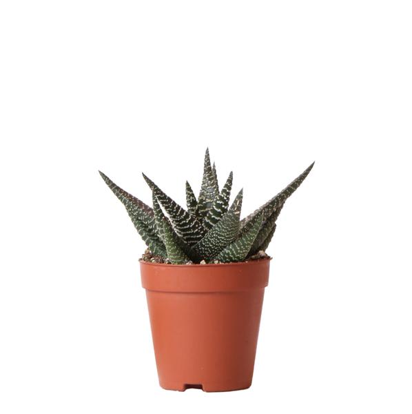 Kolibri-Grüns | Grüne Pflanze – Sukkulente Haworthia Royal Highnness – Topfgröße Ø9 cm – grüne Zimmerpflanze – frisch vom Züchter