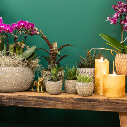 Kolibri-Grüns | Grüne Pflanze – Sukkulente Haworthia Royal Highnness – Topfgröße Ø6 cm – grüne Zimmerpflanze – frisch vom Züchter