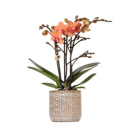 Kolibri-Orchideen | Orangefarbene Phalaenopsis-Orchidee - Mineral Bolzano + Jaguar-Topf - Topfgröße Ø9cm | blühende Zimmerpflanze – frisch vom Züchter