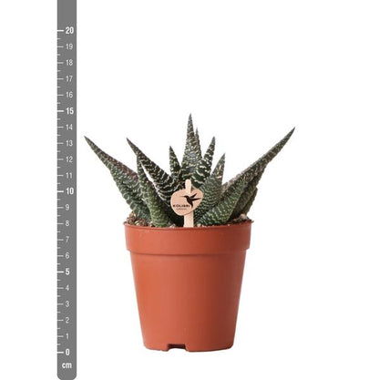 Kolibri-Grüns | Grüne Pflanze – Sukkulente Haworthia Royal Highnness – Topfgröße Ø9 cm – grüne Zimmerpflanze – frisch vom Züchter