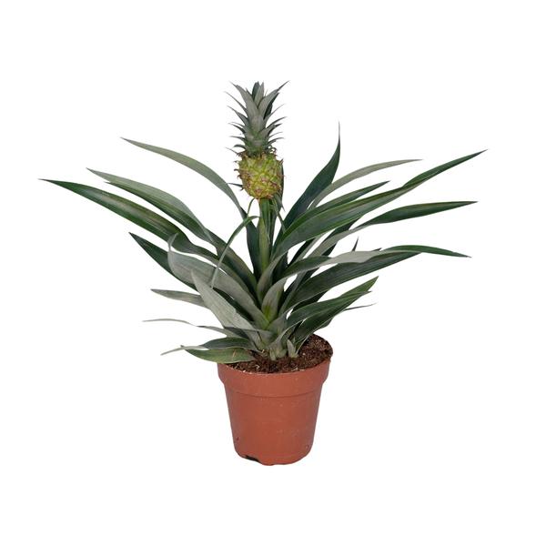 Bromelien-Ananas - Ø12cm - ↕30cm