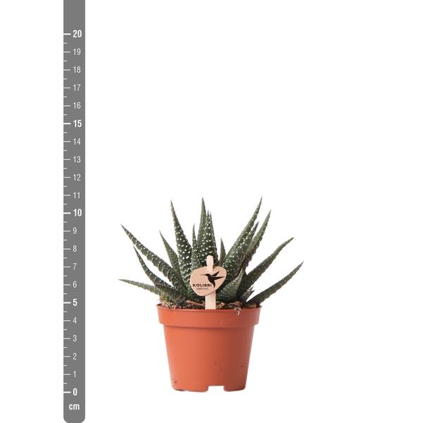 Kolibri-Grüns | Grüne Pflanze – Sukkulente Haworthia Royal Highnness – Topfgröße Ø6 cm – grüne Zimmerpflanze – frisch vom Züchter