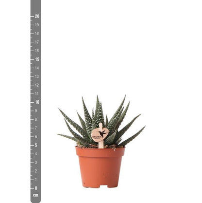 Kolibri-Grüns | Grüne Pflanze – Sukkulente Haworthia Royal Highnness – Topfgröße Ø6 cm – grüne Zimmerpflanze – frisch vom Züchter