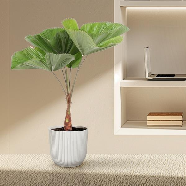 Licuala Grandis – 140 cm – ø30
