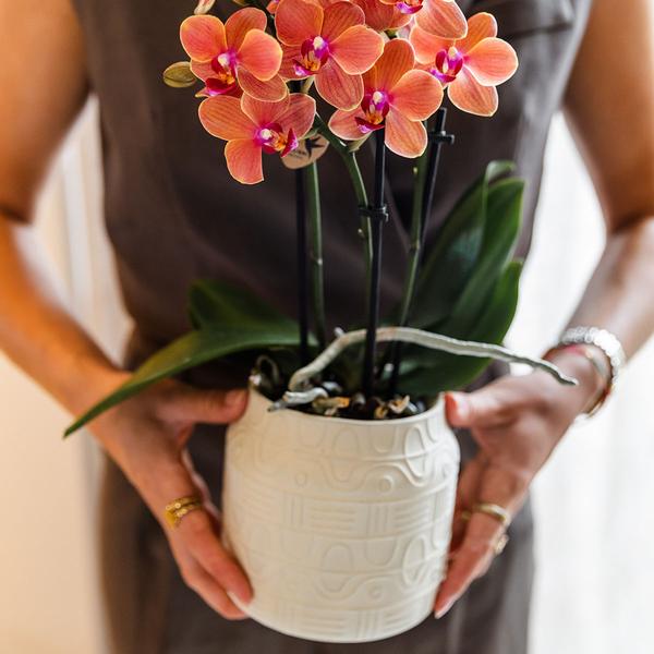 Kolibri-Orchideen | Orangefarbene Orchidee Bozen + Hieroglyphen-Dekotopf gebrochenes Weiß - Topfgröße Ø9cm | blühende Zimmerpflanze – frisch vom Züchter