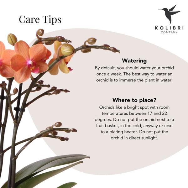 Kolibri Orchids | Orange Phalaenopsis orchid - Mineral Bolzano + Safari pot - pot size Ø9cm | flowering houseplant - fresh from the grower