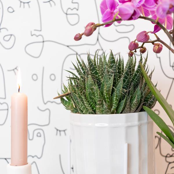 Kolibri-Grüns | Grüne Pflanze – Sukkulente Haworthia Royal Highnness – Topfgröße Ø9 cm – grüne Zimmerpflanze – frisch vom Züchter