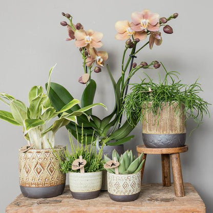 Kolibri-Grüns | Grüne Pflanze – Sukkulente Echeveria Miranda – grüne Zimmerpflanze – frisch vom Züchter – Ø9cm