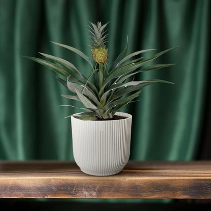 Bromelien-Ananas - Ø12cm - ↕30cm