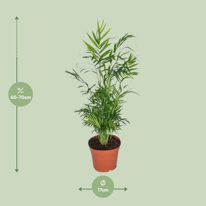 Chamaedorea Elegans - Mexikanische Bergpalme - Ø12cm - ↕40cm - Ø17 - ↨55cm