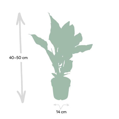 Calathea Ornata - Ø14cm - ↕50cm - Ø14 - ↨50cm