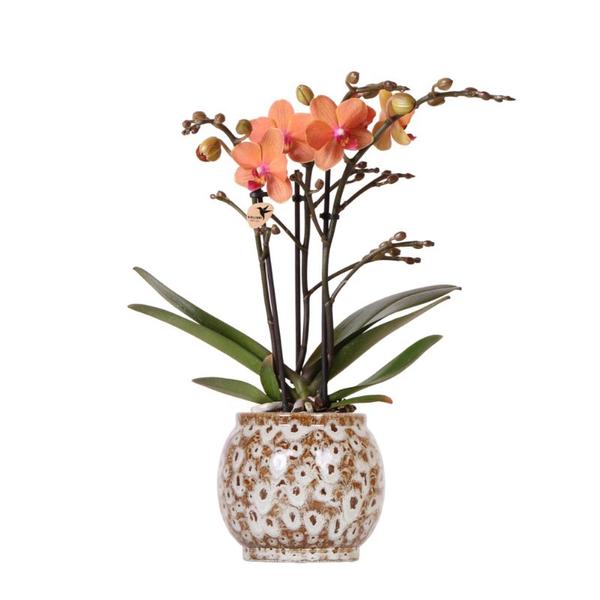 Kolibri Orchids | Orange Phalaenopsis orchid - Mineral Bolzano + Safari pot - pot size Ø9cm | flowering houseplant - fresh from the grower