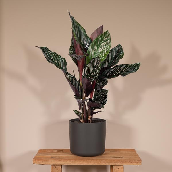Calathea Ornata - Ø14cm - ↕50cm - Ø14 - ↨50cm