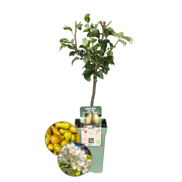 Bio-Birnbaum Pyrus - 1 x Ø 20 cm - ↨ 60 cm 