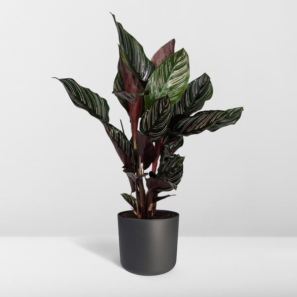 Calathea Ornata - Ø14cm - ↕50cm - Ø14 - ↨50cm