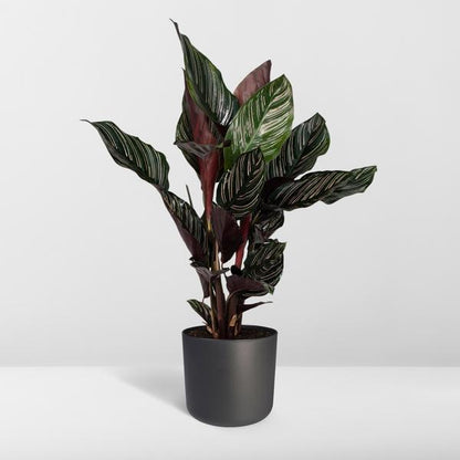 Calathea Ornata - Ø14cm - ↕50cm - Ø14 - ↨50cm