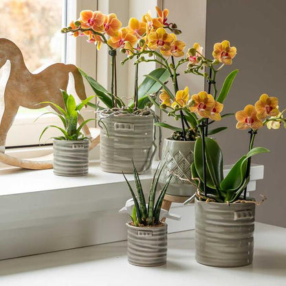 Kolibri Orchids | orange Phalaenopsis orchid pot size Ø9cm | Jamaica | flowering houseplant - fresh from the grower