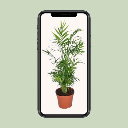 Chamaedorea Elegans - Mexikanische Bergpalme - Ø12cm - ↕40cm - Ø17 - ↨55cm
