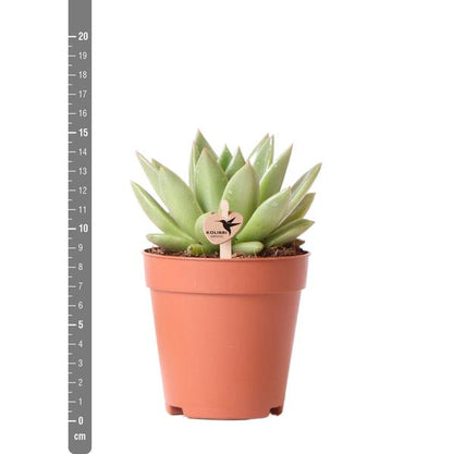 Kolibri-Grüns | Grüne Pflanze – Sukkulente Echeveria Miranda – grüne Zimmerpflanze – frisch vom Züchter – Ø9cm