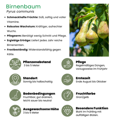 Bio-Birnbaum Pyrus - 1 x Ø 20 cm - ↨ 60 cm 