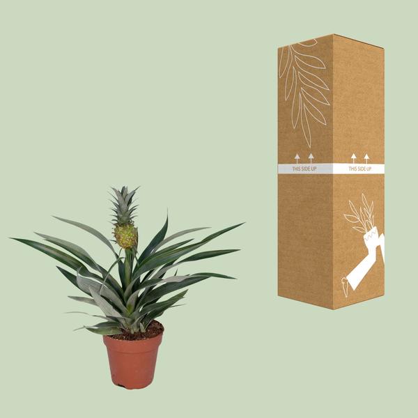 Bromelien-Ananas - Ø12cm - ↕30cm