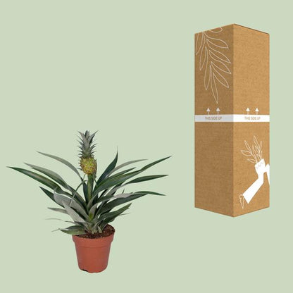 Bromelien-Ananas - Ø12cm - ↕30cm