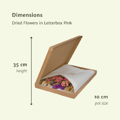 Dried flowers in Letterbox Pink - ↕30cm - Pink