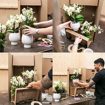 Kolibri Orchids | orange Phalaenopsis orchid pot size Ø9cm | Jamaica | flowering houseplant - fresh from the grower