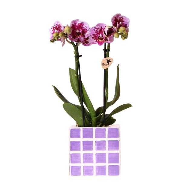 Kolibri-Orchideen | Lila Phalaenopsis-Orchidee El Salvador + Mosa Dekotopf Flieder - Topfgröße Ø9cm | blühende Zimmerpflanze – frisch vom Züchter