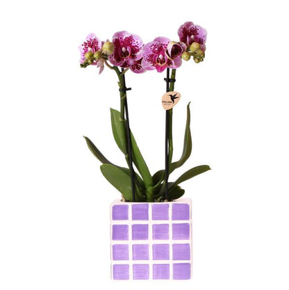 Kolibri-Orchideen | Lila Phalaenopsis-Orchidee El Salvador + Mosa Dekotopf Flieder - Topfgröße Ø9cm | blühende Zimmerpflanze – frisch vom Züchter