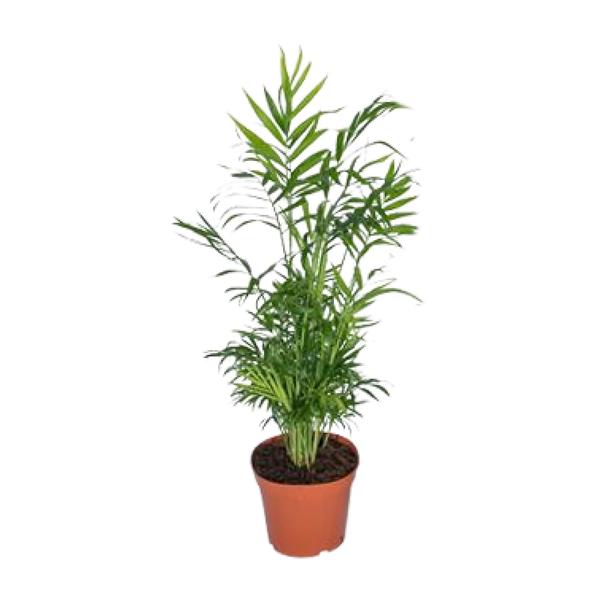 Chamaedorea Elegans - Mexikanische Bergpalme - Ø12cm - ↕40cm - Ø17 - ↨55cm