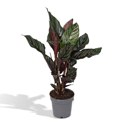 Calathea Ornata - Ø14cm - ↕50cm - Ø14 - ↨50cm