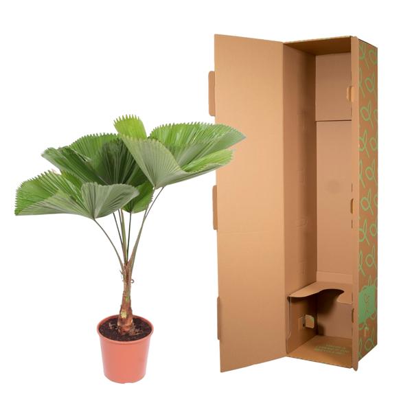 Licuala Grandis – 140 cm – ø30