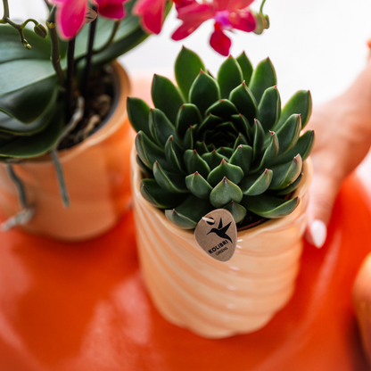 Kolibri-Grüns | Grüne Pflanze – Sukkulente Echeveria Miranda – grüne Zimmerpflanze – frisch vom Züchter – Ø9cm